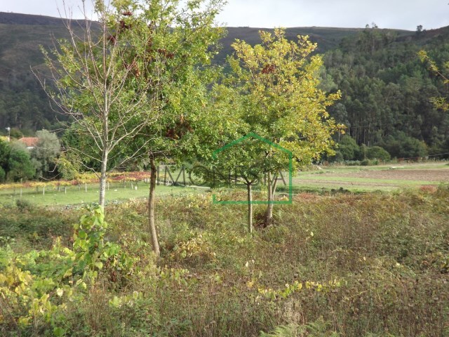 Terreno R�stico - Venade, Caminha, Viana do Castelo - Imagem grande