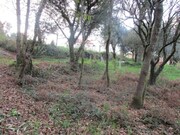 Terreno R�stico - Fornelos, Ponte de Lima, Viana do Castelo - Miniatura: 3/5