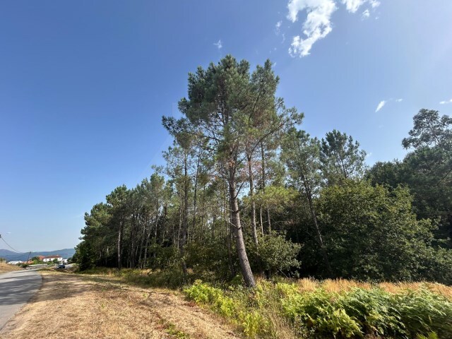 Terreno R�stico - Agualonga, Paredes de Coura, Viana do Castelo - Imagem grande