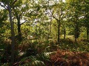 Terreno R�stico - Coura, Paredes de Coura, Viana do Castelo - Miniatura: 3/3