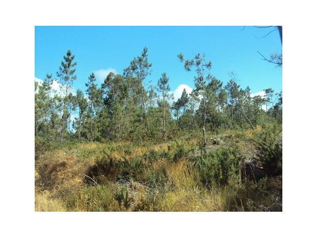 Terreno R�stico - Romarig�es, Paredes de Coura, Viana do Castelo - Imagem grande