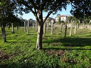 Outros - S, Ponte de Lima, Viana do Castelo - Miniatura: 2/9