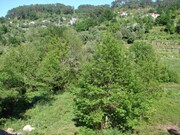 Terreno Rstico - Gandra, Ponte de Lima, Viana do Castelo - Miniatura: 3/3