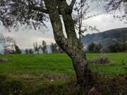 Terreno R�stico - Serdedelo, Ponte de Lima, Viana do Castelo - Miniatura: 4/5