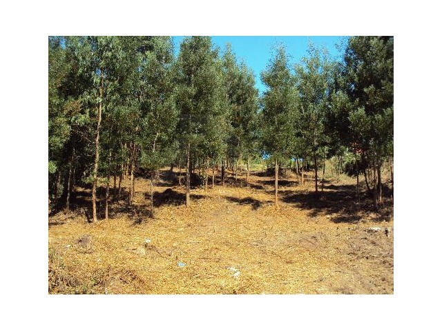 Terreno R�stico - Mozelos, Paredes de Coura, Viana do Castelo - Imagem grande