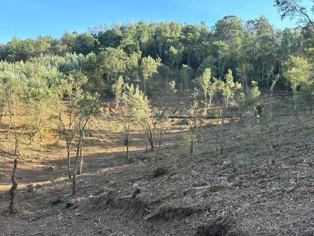 Terreno R�stico - Arca, Ponte de Lima, Viana do Castelo - Imagem grande