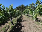 Terreno R�stico - Gandra, Ponte de Lima, Viana do Castelo - Miniatura: 8/9