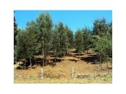 Terreno R�stico - Mozelos, Paredes de Coura, Viana do Castelo - Miniatura: 1/5