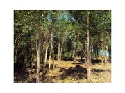 Terreno R�stico - Mozelos, Paredes de Coura, Viana do Castelo - Miniatura: 4/5