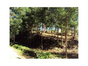Terreno R�stico - Mozelos, Paredes de Coura, Viana do Castelo - Miniatura: 5/5