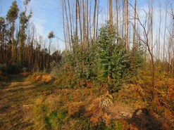 Terreno R�stico - Lanheses, Viana do Castelo, Viana do Castelo