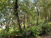 Terreno R�stico - Turiz, Vila Verde, Braga - Miniatura: 5/9