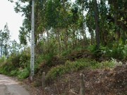 Terreno R�stico - Gondufe, Ponte de Lima, Viana do Castelo - Miniatura: 1/5