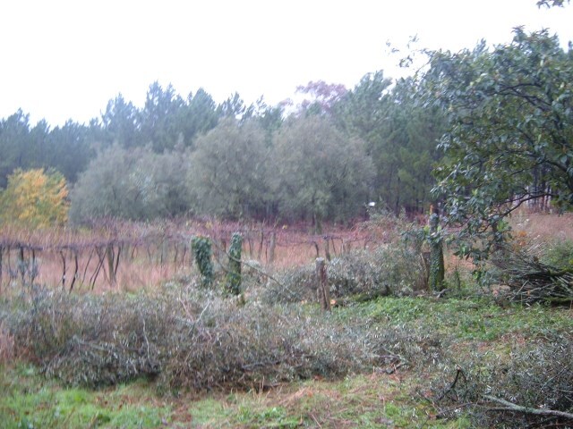 Terreno R�stico - Rebord�es de Souto, Ponte de Lima, Viana do Castelo - Imagem grande