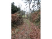 Terreno R�stico - Gondufe, Ponte de Lima, Viana do Castelo - Miniatura: 7/7