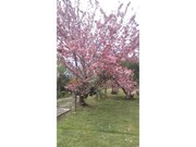 Quinta T5 - Santa Comba, Ponte de Lima, Viana do Castelo - Miniatura: 9/9