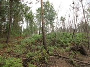 Terreno R�stico - Fornelos, Ponte de Lima, Viana do Castelo - Miniatura: 8/9