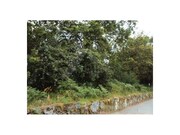 Terreno R�stico - Castanheira, Paredes de Coura, Viana do Castelo - Miniatura: 3/4