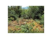 Terreno R�stico - Castanheira, Paredes de Coura, Viana do Castelo - Miniatura: 4/4