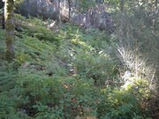 Terreno R�stico - Labruja, Ponte de Lima, Viana do Castelo - Miniatura: 4/5