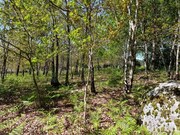 Terreno R�stico - Formariz e Ferreira, Paredes de Coura, Viana do Castelo - Miniatura: 4/9