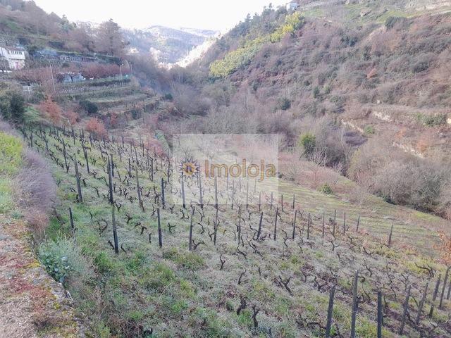 Quinta T0 - Lamego, Lamego, Viseu - Imagem grande