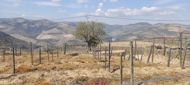 Terreno Urbano T0 - Soutelo do Douro, São João da Pesqueira, Viseu - Imagem grande