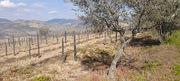 Terreno Urbano T0 - Soutelo do Douro, So Joo da Pesqueira, Viseu - Miniatura: 3/12