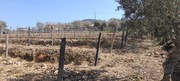 Terreno Urbano T0 - Soutelo do Douro, So Joo da Pesqueira, Viseu - Miniatura: 5/12