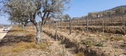 Terreno Urbano T0 - Soutelo do Douro, So Joo da Pesqueira, Viseu - Miniatura: 8/12