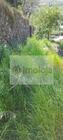 Moradia T2 - Cambres, Lamego, Viseu - Miniatura: 12/15