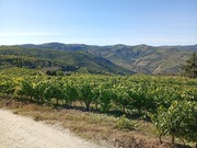 Terreno Urbano T0 - Soutelo do Douro, S�o Jo�o da Pesqueira, Viseu - Miniatura: 14/18