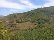 Quinta T0 - Samod�es, Lamego, Viseu - Miniatura: 1/5