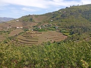 Quinta T0 - Samod�es, Lamego, Viseu - Miniatura: 3/5