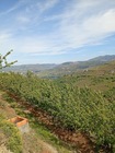 Quinta T0 - Samod�es, Lamego, Viseu - Miniatura: 5/5