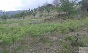 Terreno Urbano T0 - No Definido, Lamego, Viseu - Miniatura: 4/6