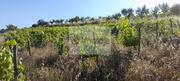 Terreno Urbano T0 - Cepes, Lamego, Viseu - Miniatura: 7/11