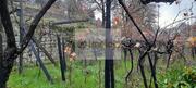 Terreno R�stico T0 - Lamego, Lamego, Viseu - Miniatura: 5/5