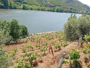 Pr�dio T0 - N�o Definido, Peso da R�gua, Vila Real - Miniatura: 3/7