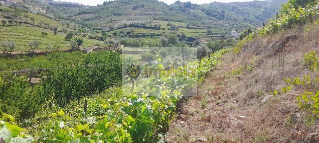 Quinta T0 - Cambres, Lamego, Viseu - Imagem grande