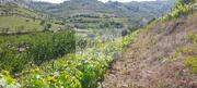 Quinta T0 - Cambres, Lamego, Viseu