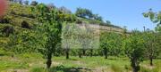 Quinta T0 - Cambres, Lamego, Viseu - Miniatura: 5/9