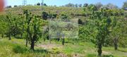 Quinta T0 - Cambres, Lamego, Viseu - Miniatura: 6/9