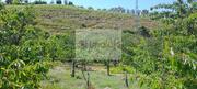 Quinta T0 - Cambres, Lamego, Viseu - Miniatura: 8/9