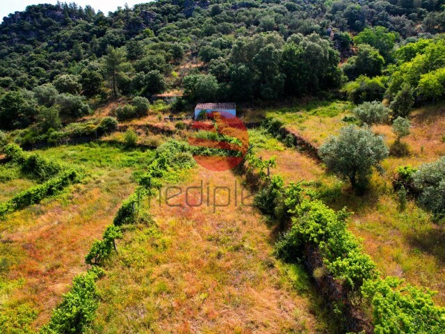 Terreno R�stico - Longroiva, Meda, Guarda - Imagem grande