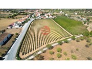 Quinta - Touca, Vila Nova de Foz C�a, Guarda - Miniatura: 3/9