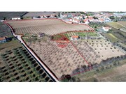 Quinta - Touca, Vila Nova de Foz C�a, Guarda - Miniatura: 9/9