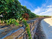 Quinta - Vila Nova de Foz C�a, Vila Nova de Foz C�a, Guarda - Miniatura: 3/9