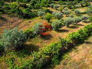 Terreno R�stico - Longroiva, Meda, Guarda - Miniatura: 2/9