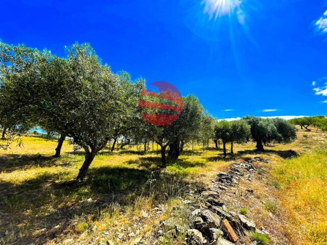 Terreno R�stico - Meda, Meda, Guarda - Imagem grande